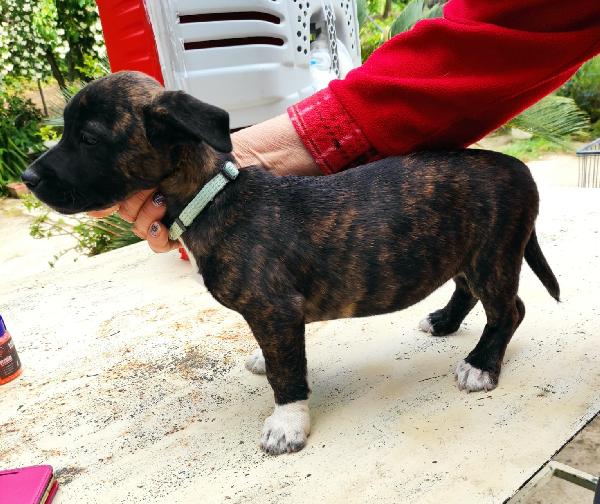 Zoe, Cucciolina Futura Taglia Media